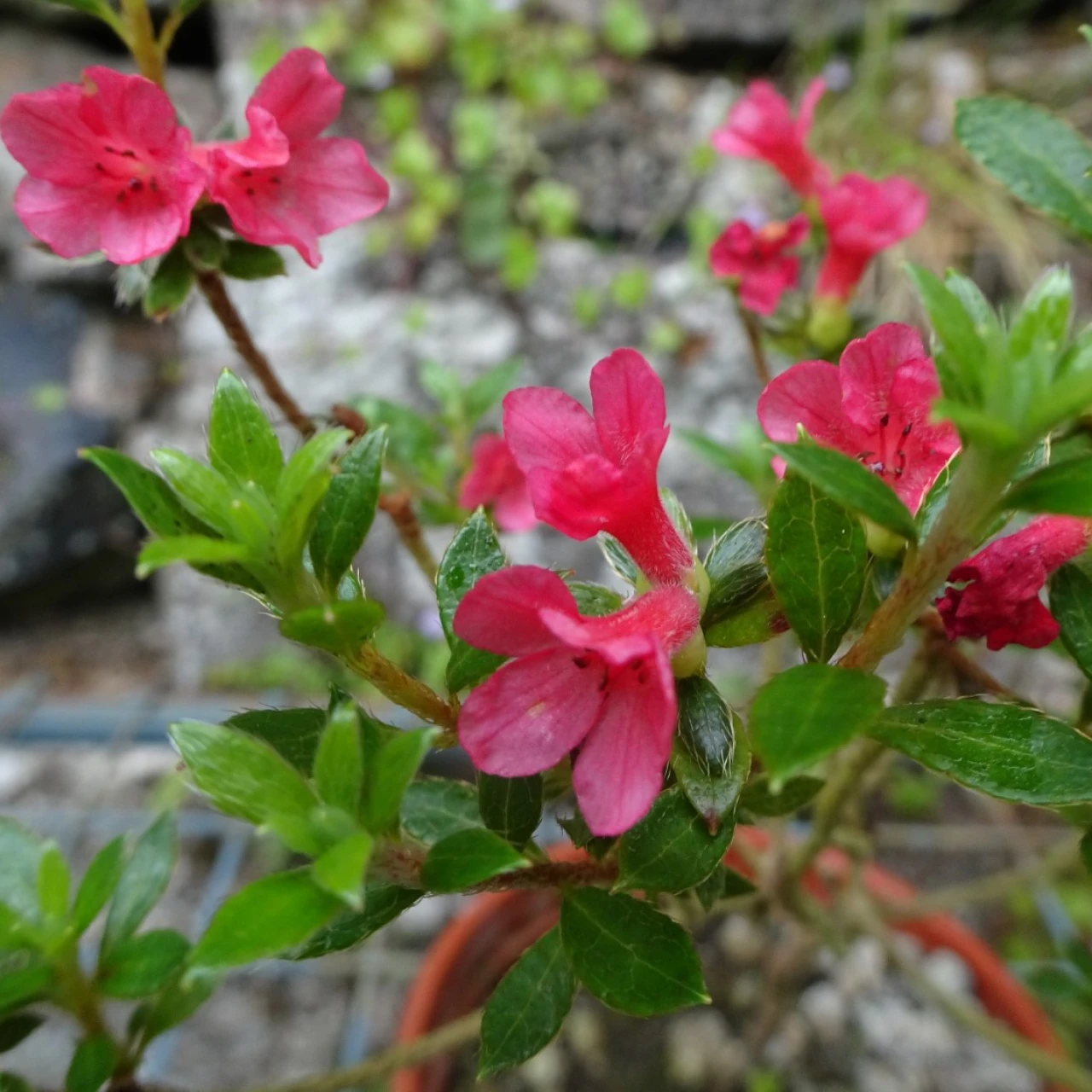 'Akabana-Hakone'